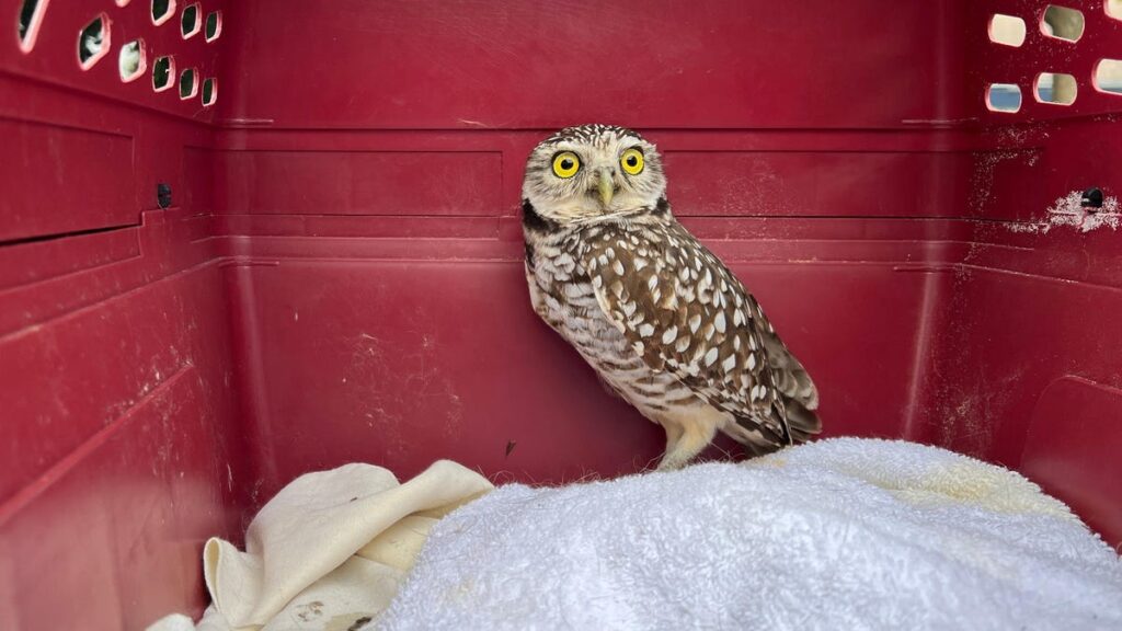 Owl Kicked off Cruise After 2 Weeks as Stowaway