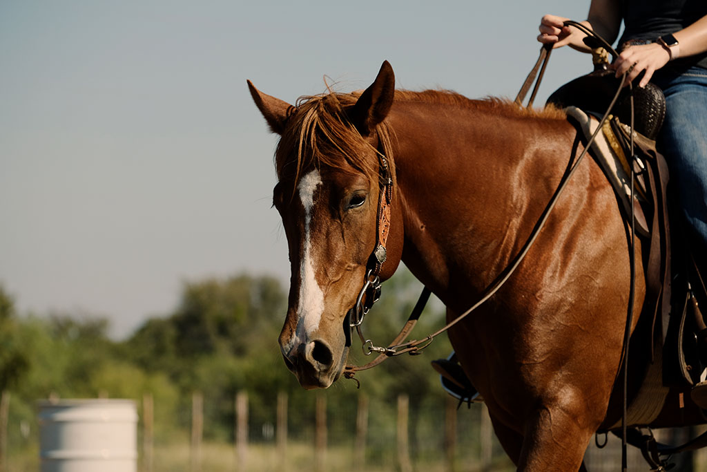 brown horse with a rider on its back