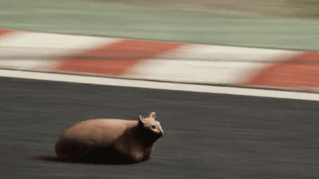 This Mod Lets You Race Cats on Assetto Corsa