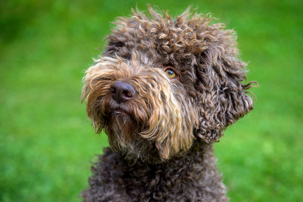 Dog portrait of Lagotto Romagnolo