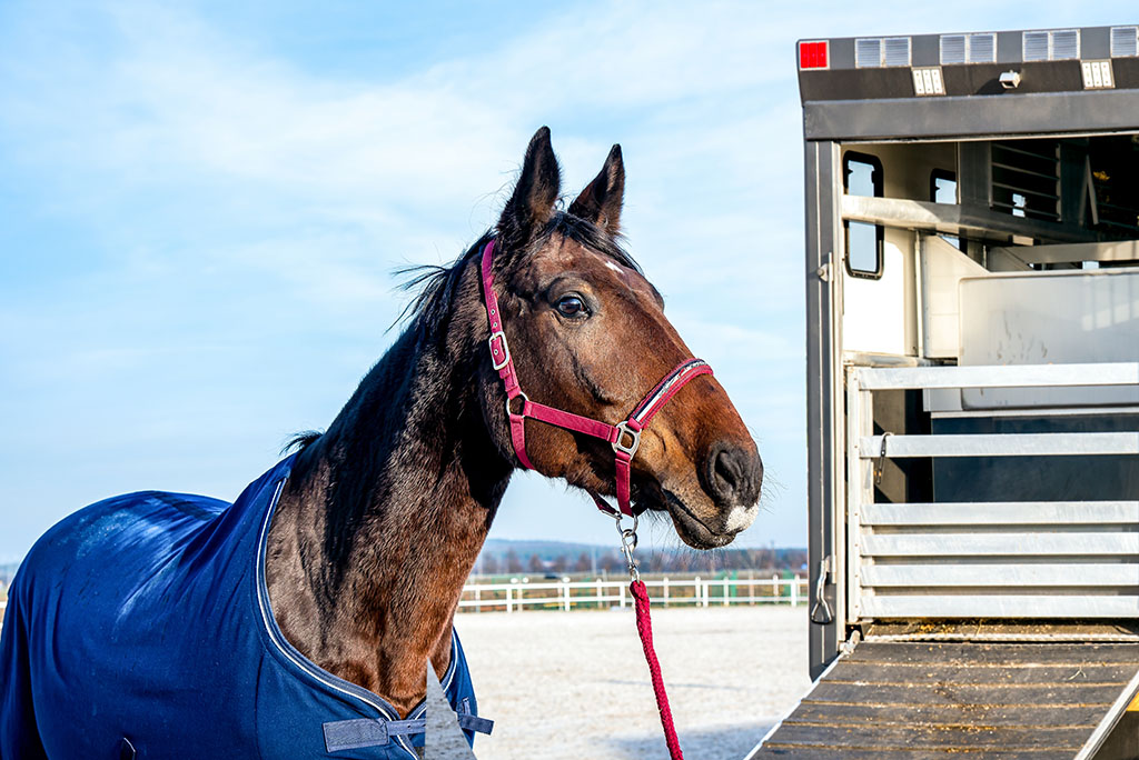 Horse standing next to a trailer on a farm