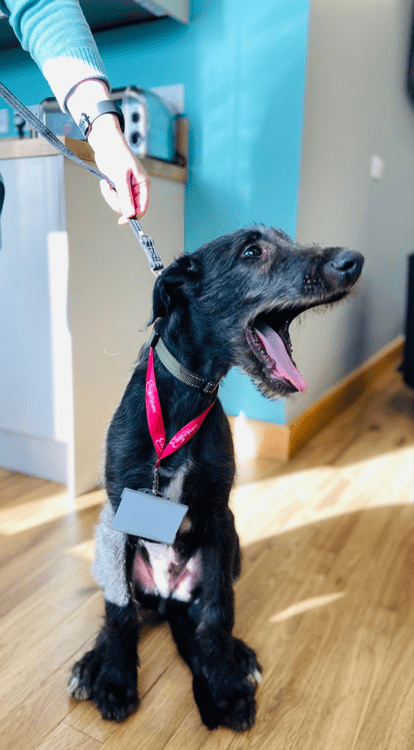 Harris the Scottish Deerhound, yawning with an office lanyard round his neck
