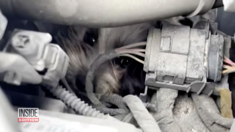 Cute pup takes a 25-mile ride in a car's engine bay