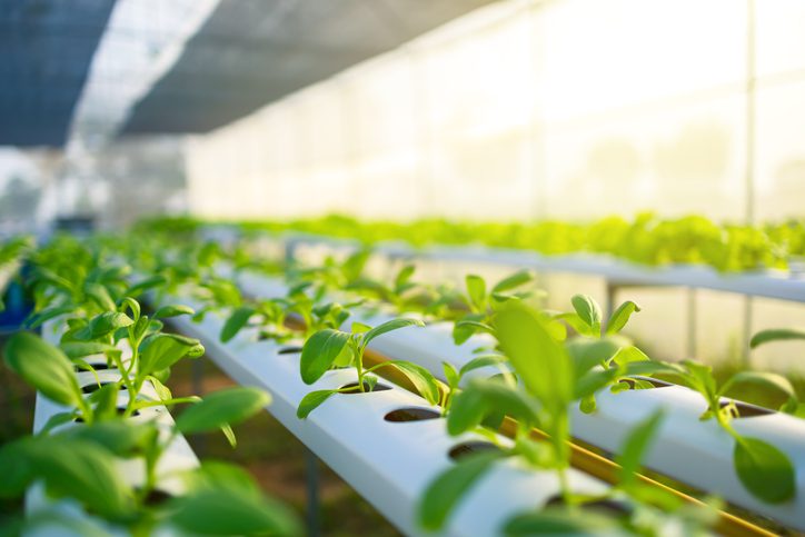 Going Green with Hydroponics: 6 Environmental Benefits of Water-Based Agriculture