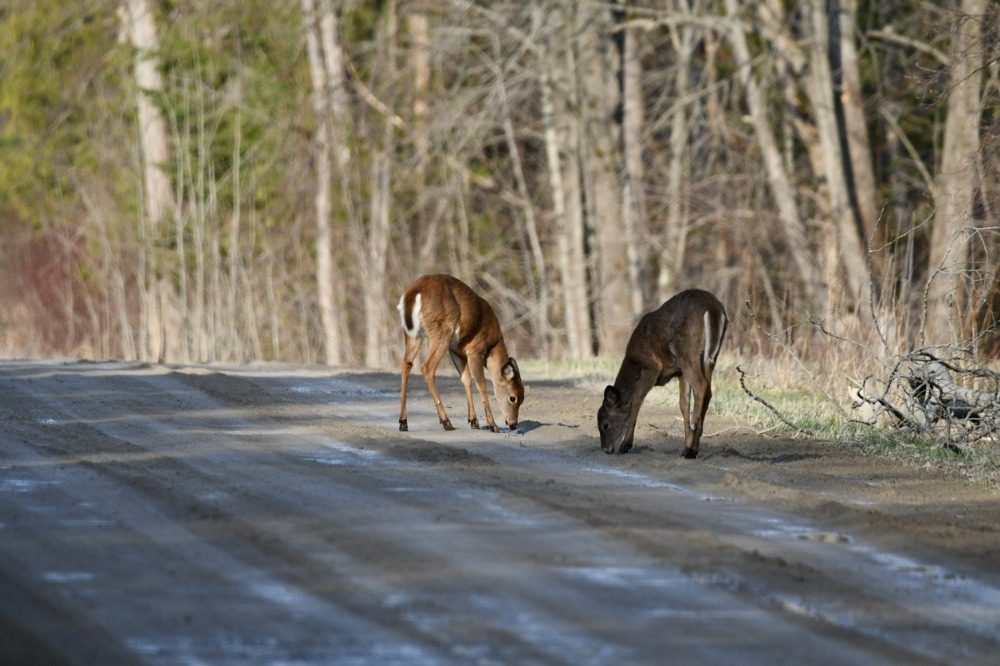 NRMA reminds drivers to be cautious of wildlife