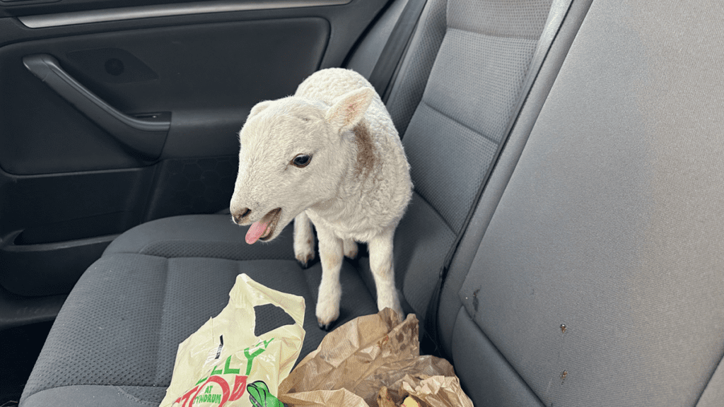 Police Find Adorable Lamb and Over $12,000 Worth of Drugs During Traffic Stop