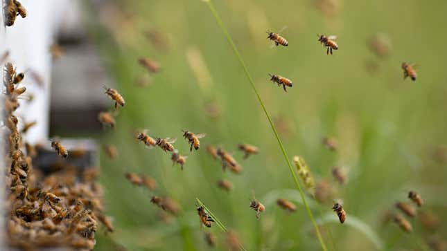 A photo of bees flying into a hive. 