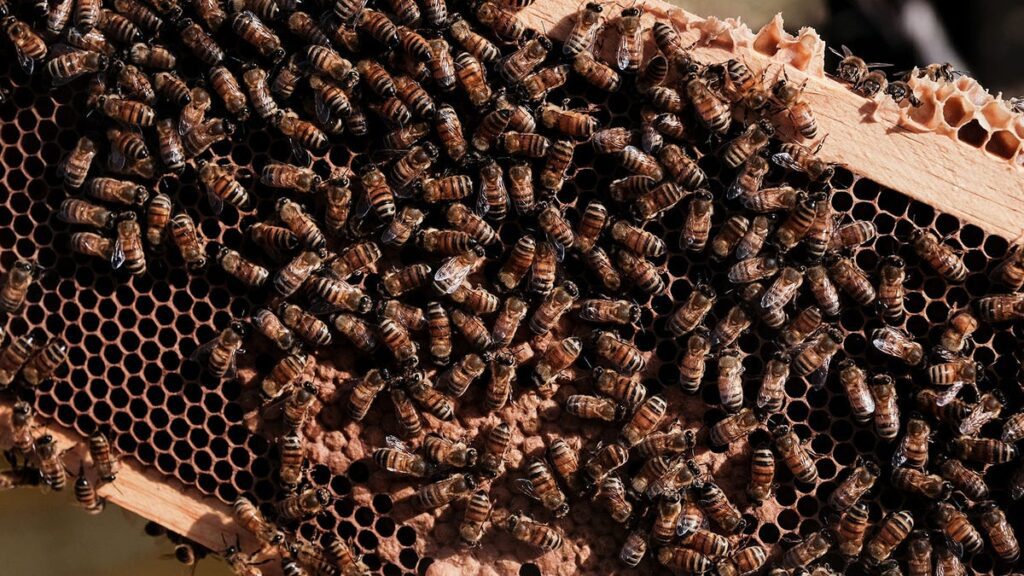 A Million Bees Swarm Interstate After Florida Man Crashes Big Rig