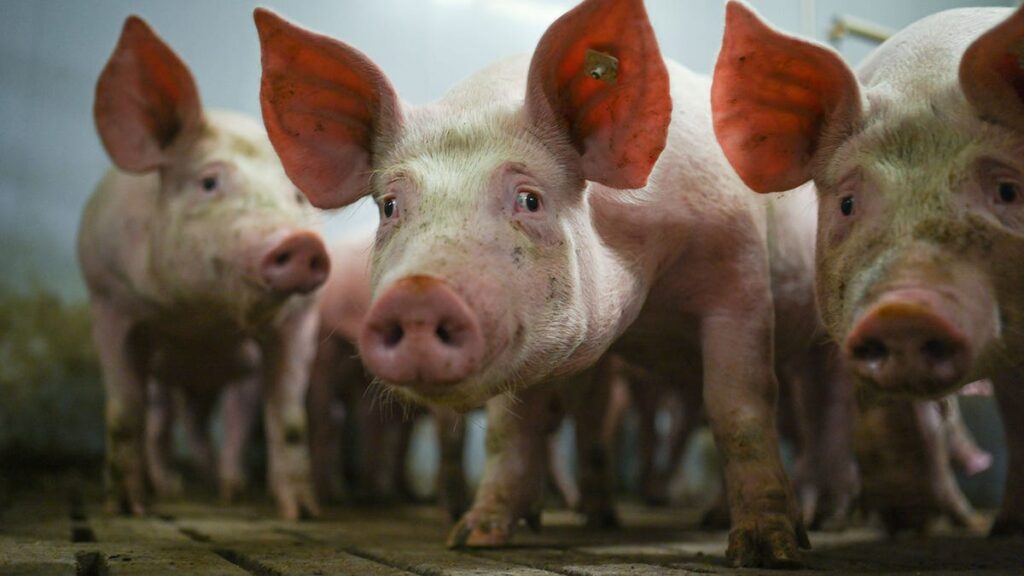 It Takes The Fat From 8,800 Pigs To Power A Transatlantic Flight