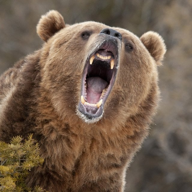 A grizzly bear