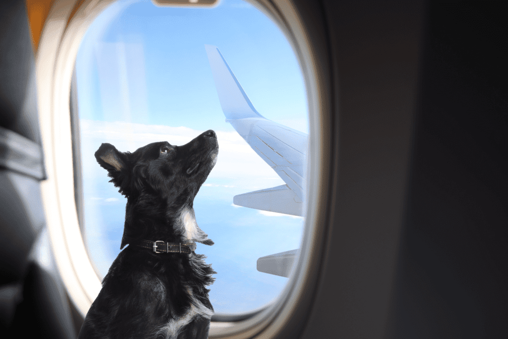 All You Need to Know About Getting a Dog Passport