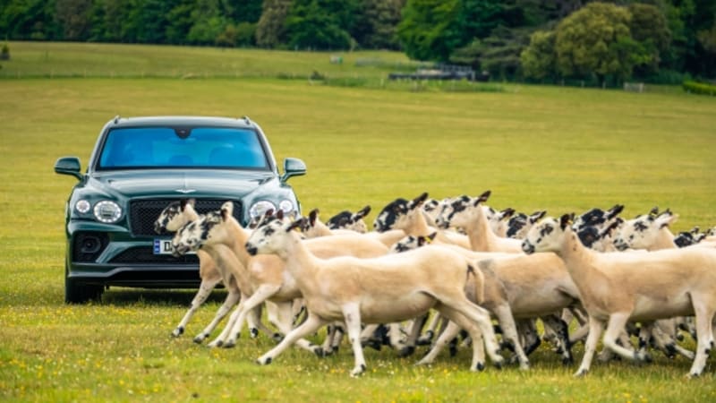 Bentley's hosting a dog party — especially if your dog is named Bentley