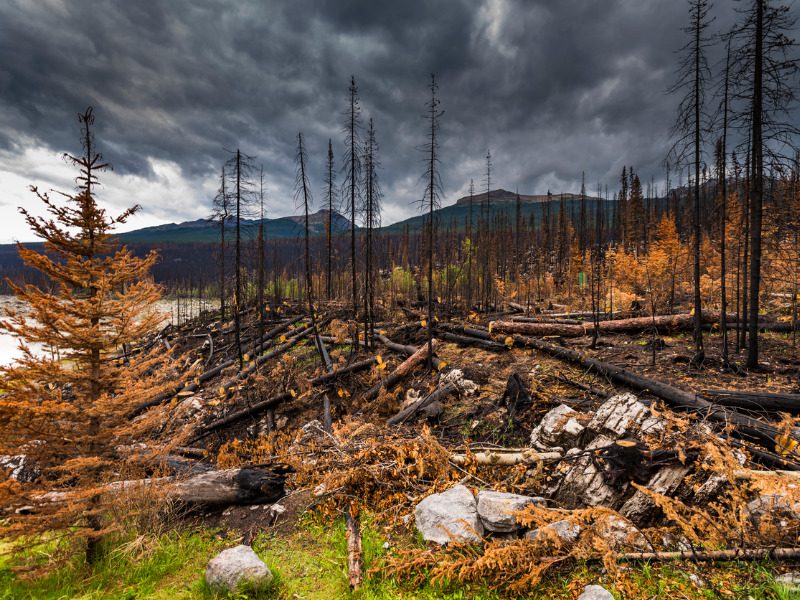 Burnt forest in Alberta