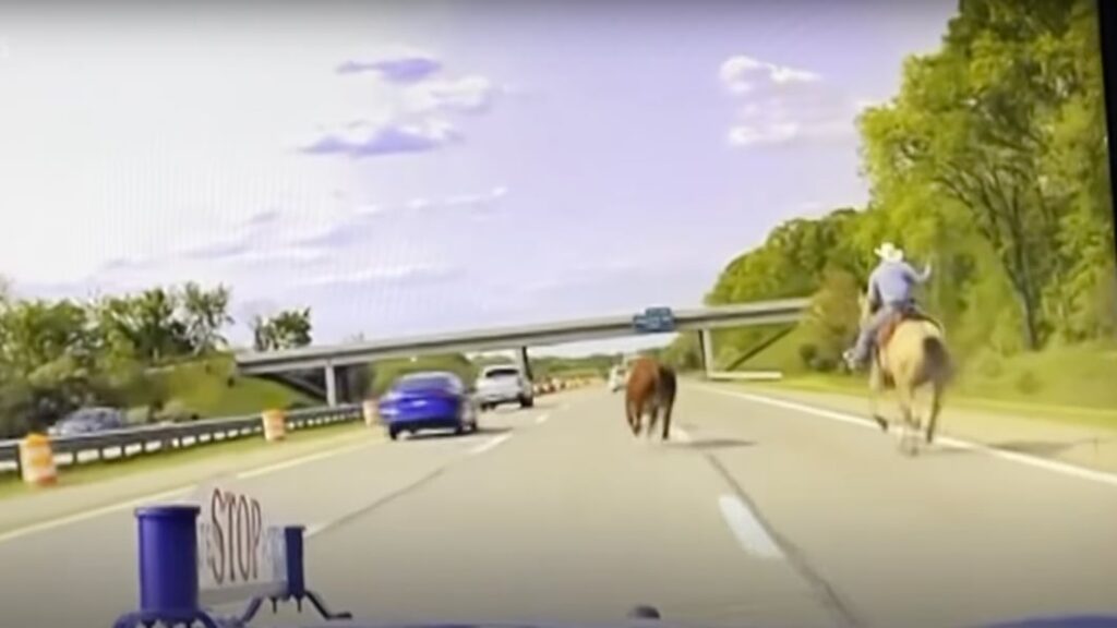 Steer subdued after running wild on I-75 near Detroit