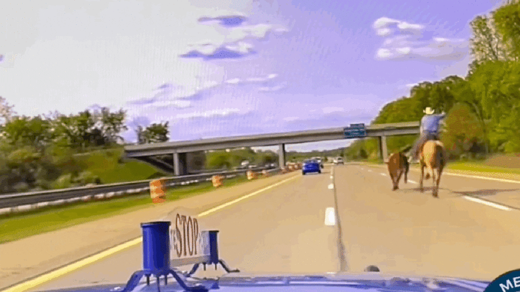 This Video Of A Steer Being Lassoed On A Michigan Highway Is More Dramatic Than It Should Be