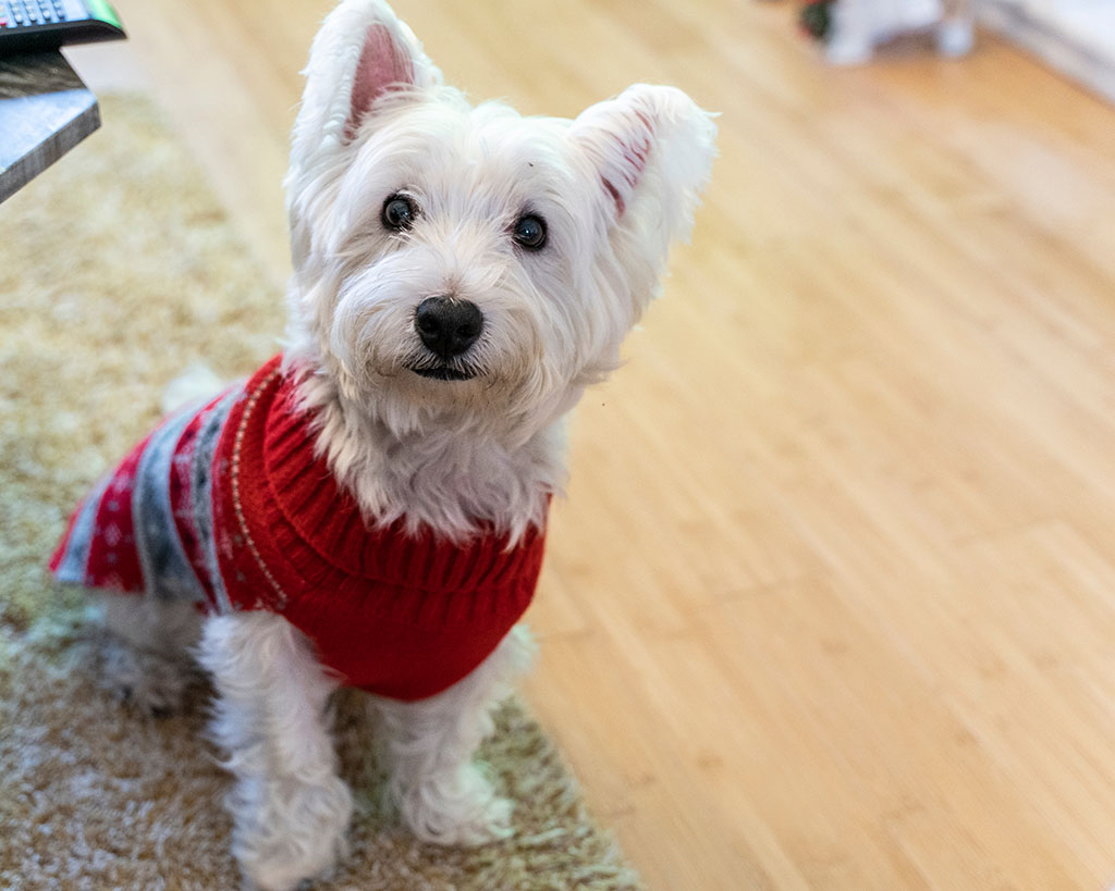 small dog dressed up in a Christmas jumper sitting on a rug. 