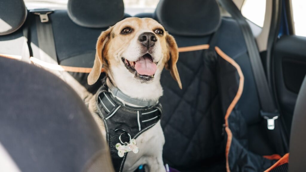 The best car dog seats of 2023