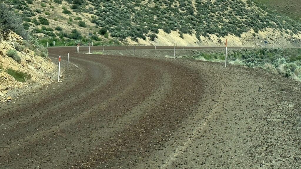 Mormon Crickets Have Invaded Roads In Nevada And Idaho