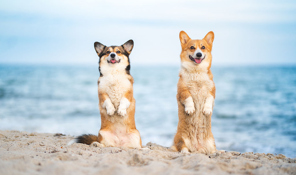 two corgis on the beach sitting on their back legs 