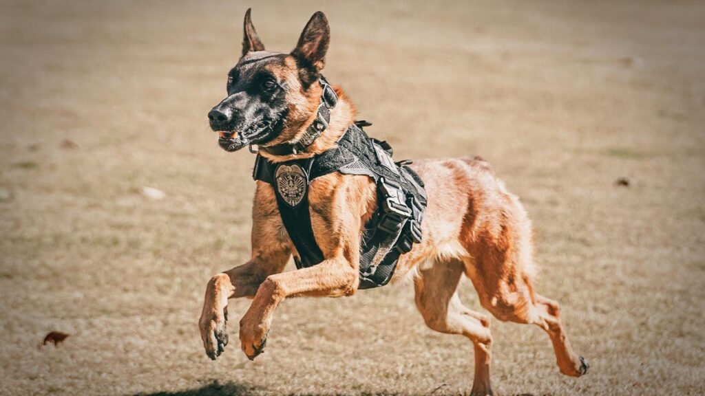 Cobb County Georgia Police Blame K-9's Hot Car Death On Faulty Air Conditioning