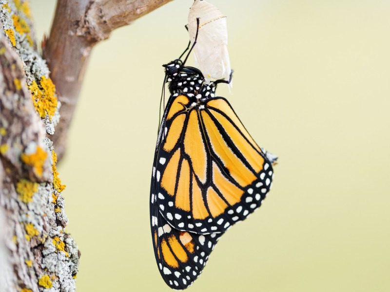 Butterfly emerging from a cocoon to represent evolution in business models for insurance brokers