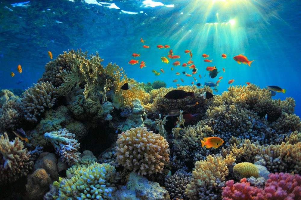 WTW continues expansion of insurance programme to safeguard coral reef