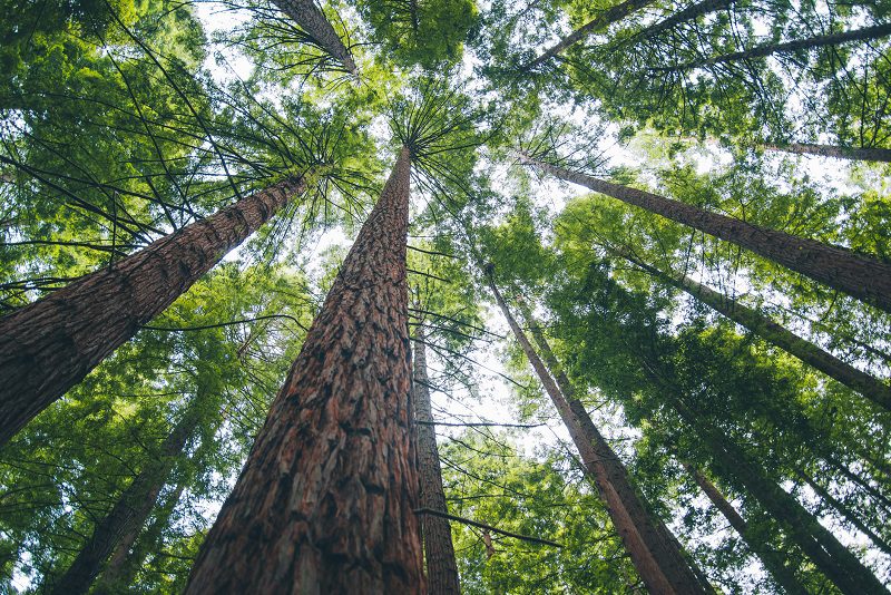 Upward angle of a redwood forest