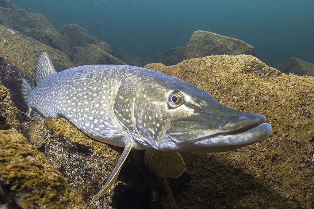 a pike in the water