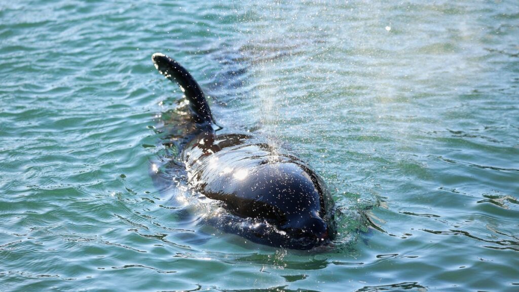 At Least 20 Killer Whales Are Responsible For Rudder Raids On Sailboats