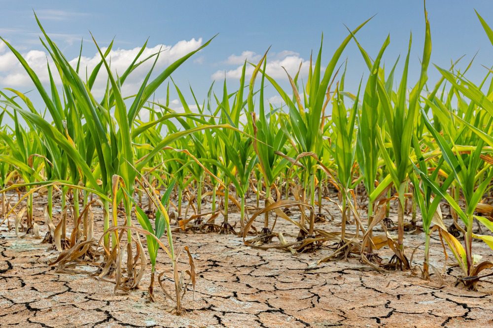 Cypress County farmers grapple with drought issues