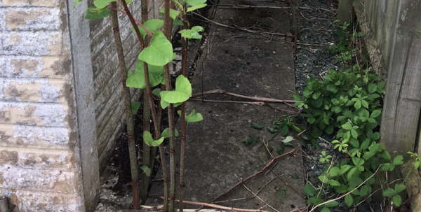 Japanese knotweed