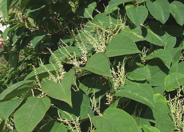 Japanese knotweed