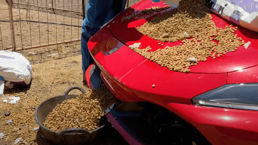 A Ferrari F8 Makes A Great Livestock Feed Trough