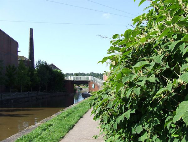 Japanese knotweed