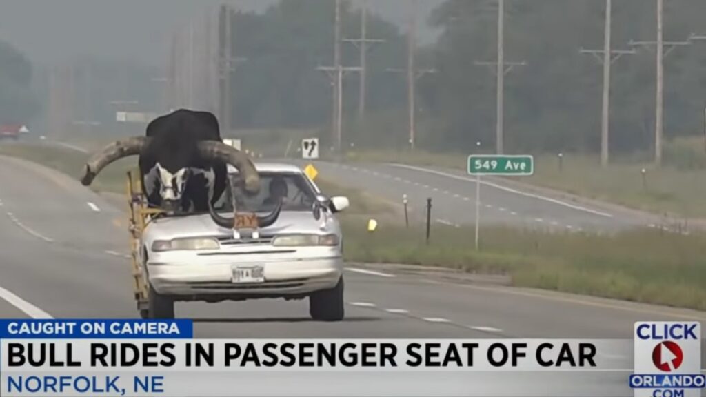 Oversteer: Nebraska cops pull over car with bull in the passenger seat