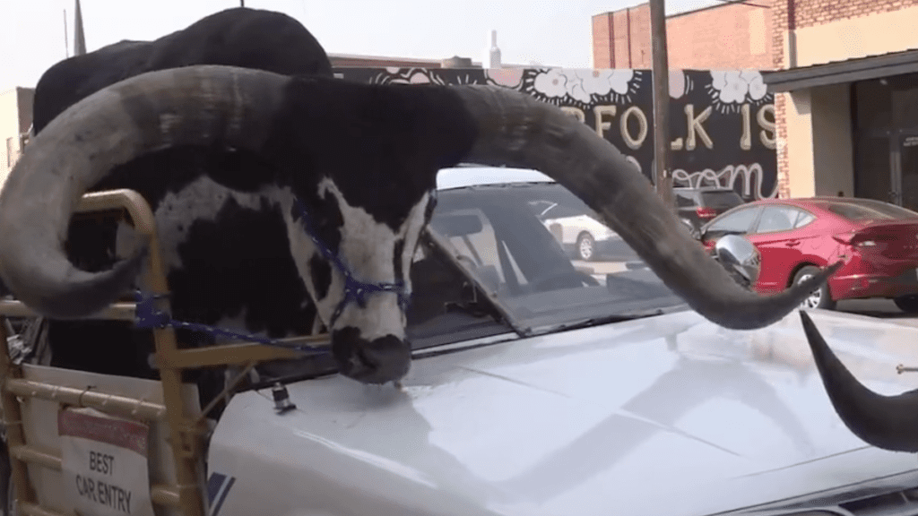 This Traffic Stop Was Total Bull