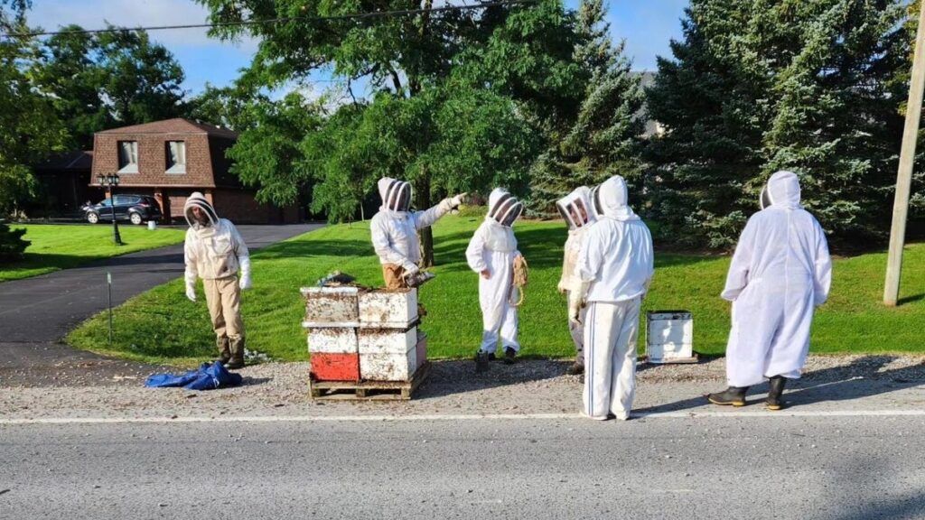 Truck Spills Five Million Bees Onto Road In Canada