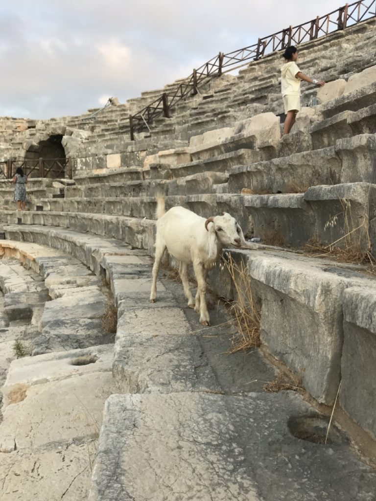 Petara Goat Image Turkey