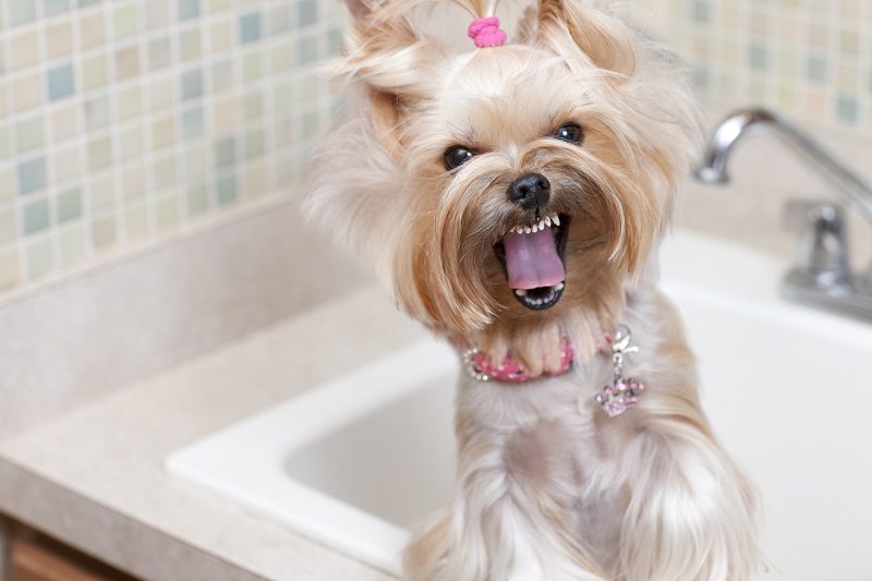 Dog bearing her teeth about to bite while waiting for her bath.