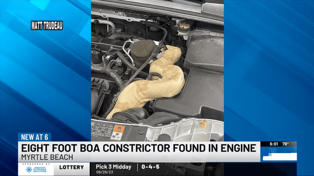 Giant Snakes Continue To Slither Into Cars' Engine Bays, And We'd Really Like Them To Stop