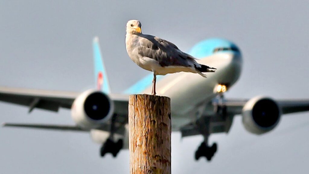 Seagull Flock Shuts Down Venice Airport