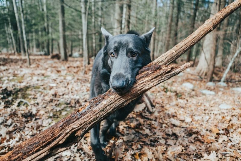 Dog walks in the New Forest - A-Plan Insurance