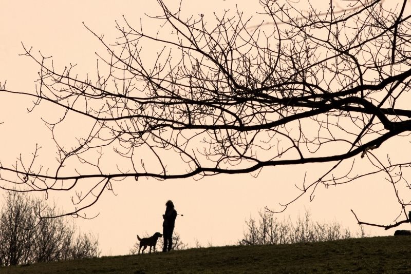 Dog walking on Hampstead Heath in winter - A-Plan Insurance