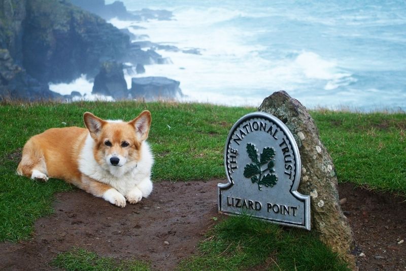 A Corgi walk to Lizard Point in Cornwall - A-Plan Insurance