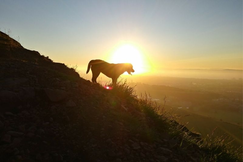 Dog walks on Arthurs Seat - A-Plan Insurance