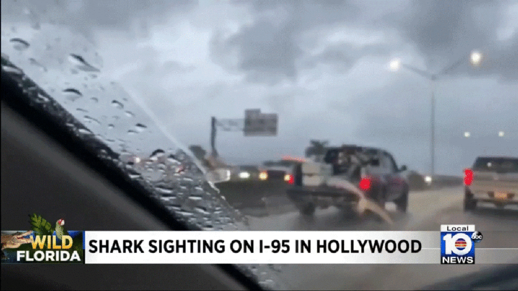 Driving Around With A Shark Sticking Out Of Your Truck Is Totally Normal For Florida