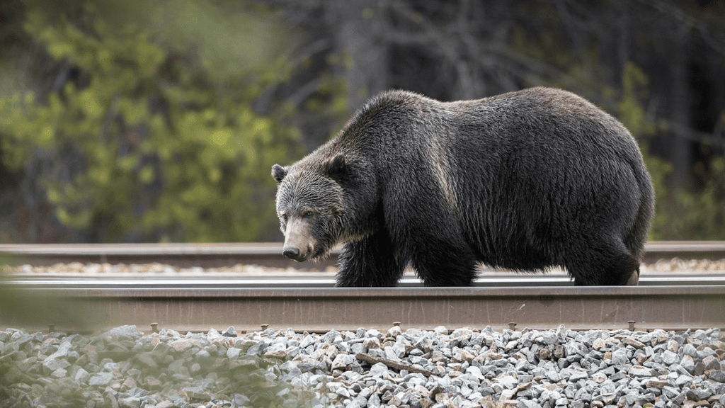 Drunk Grizzly Bears Keep Getting Killed By Trains