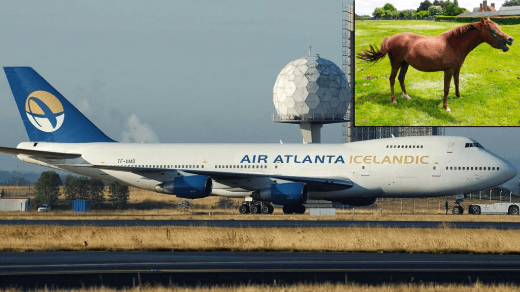 Horse Gets Loose On Airplane, Forces It To Return To Airport