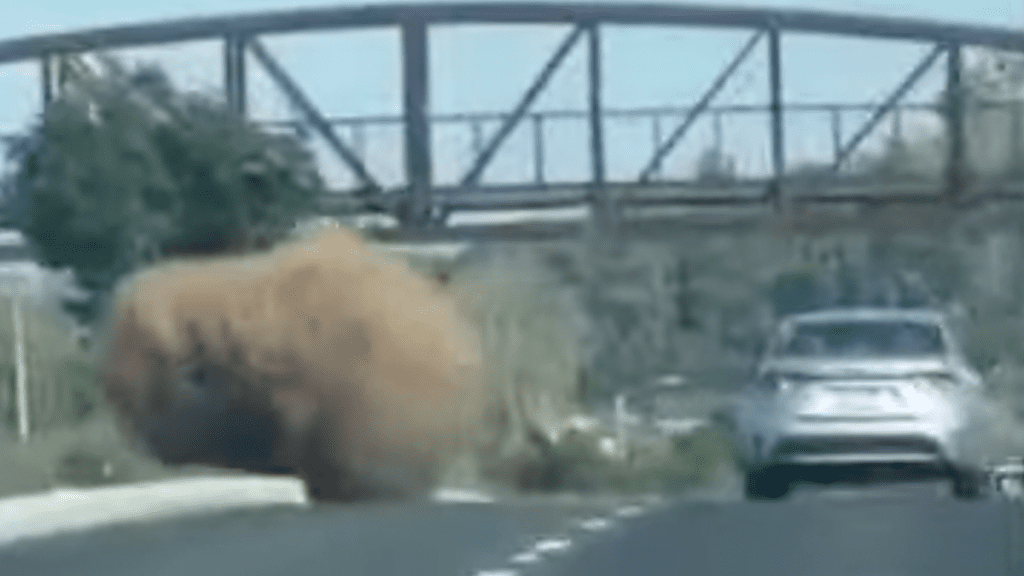 Jesus Christ, Look At How Big This Tumbleweed Is