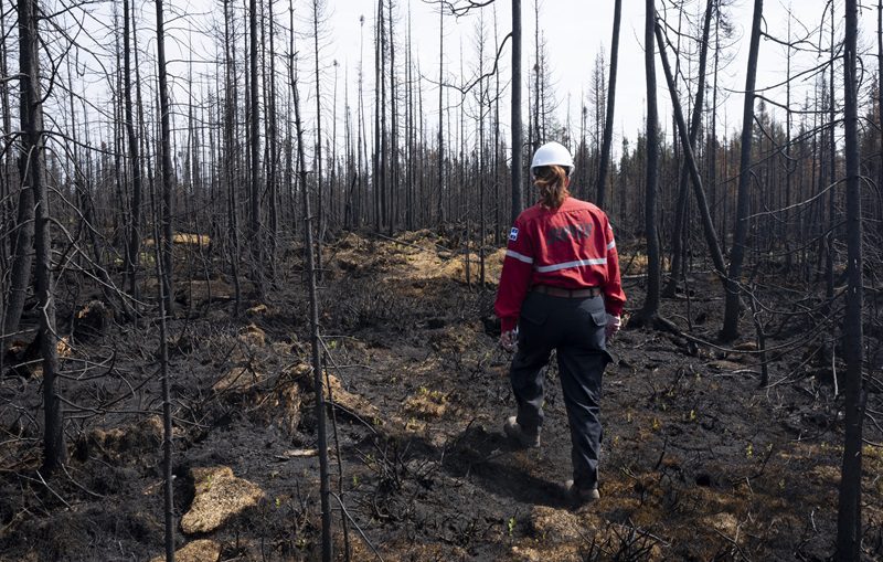 Walking through a burned forest near Lebel-sur-Quevillon, Que.